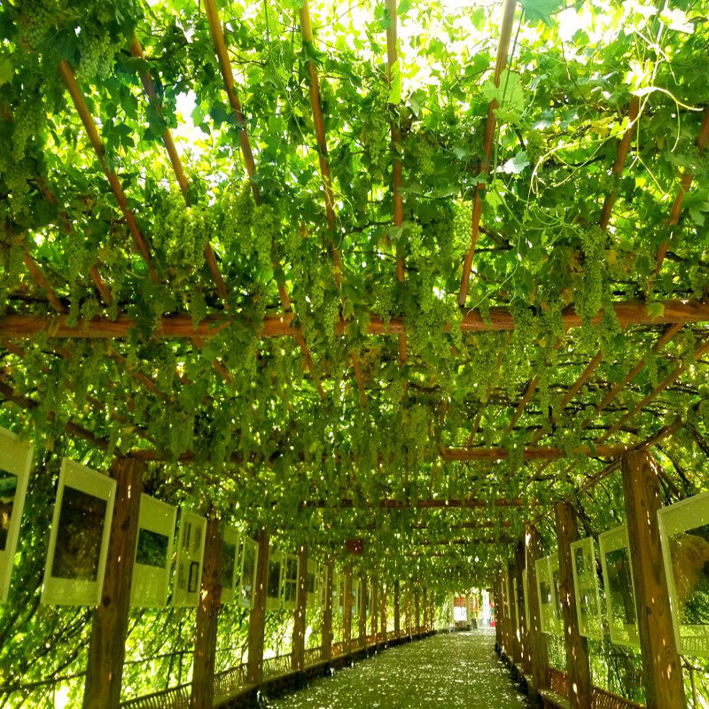 新疆旅游吐鲁番全景火焰山葡萄沟交河古城郡王府动车纯玩1日跟团
