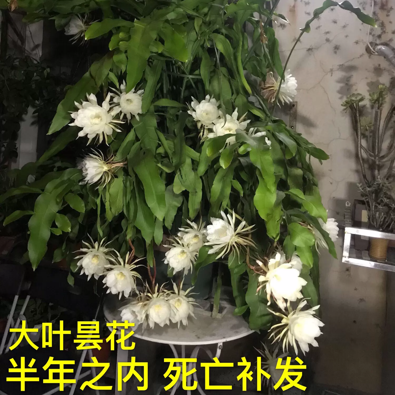 大叶昙花盆栽一现月下美人带花苞香味令箭荷花琼花