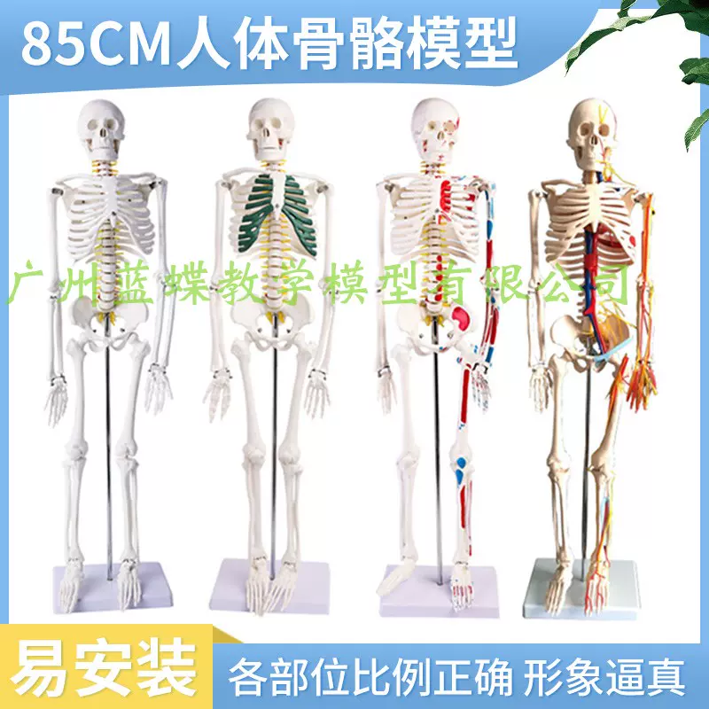 45 85cm人体骨骼模型全身骨架标本人体模型成人小白骷髅教学脊椎