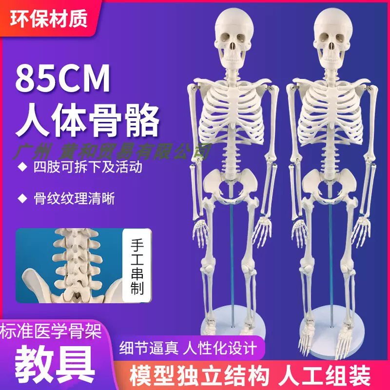 85CM人体骨骼模型骨架人体模型成人骨骼标本小白骷髅教学脊椎全身-Taobao