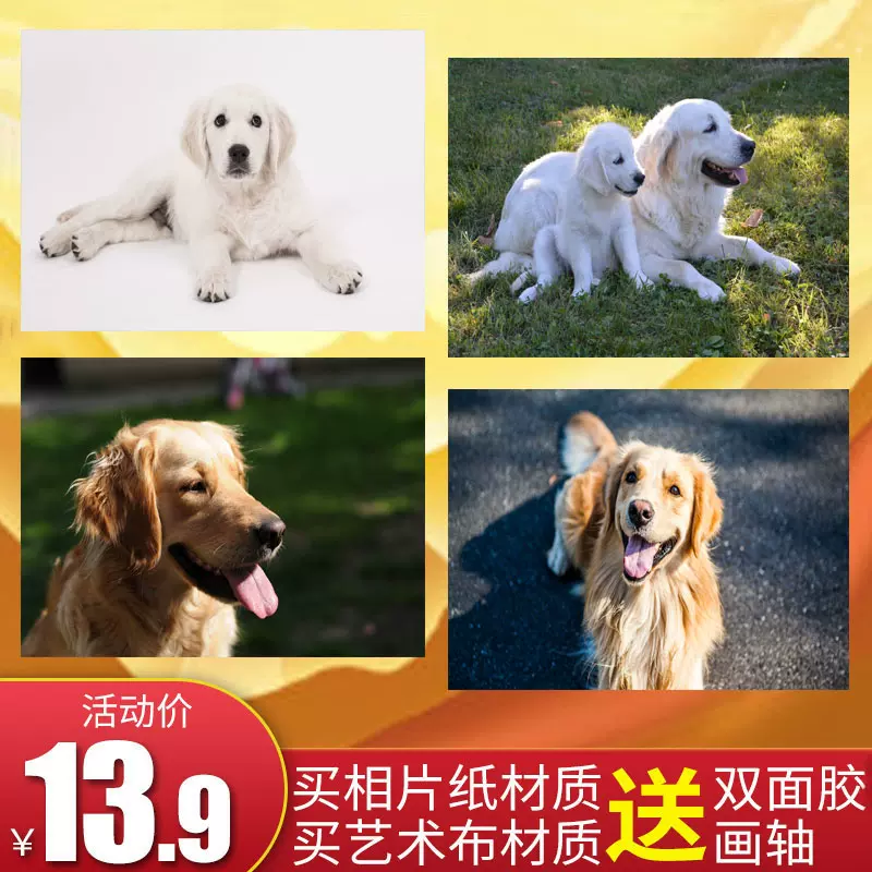 金毛犬宠物狗海报装饰画相片纸艺术布定制大幅背景墙挂