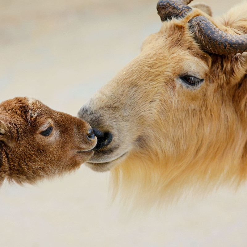 【8人小团】威海出发-神雕山野生动物园+那香海1日游 4人起发