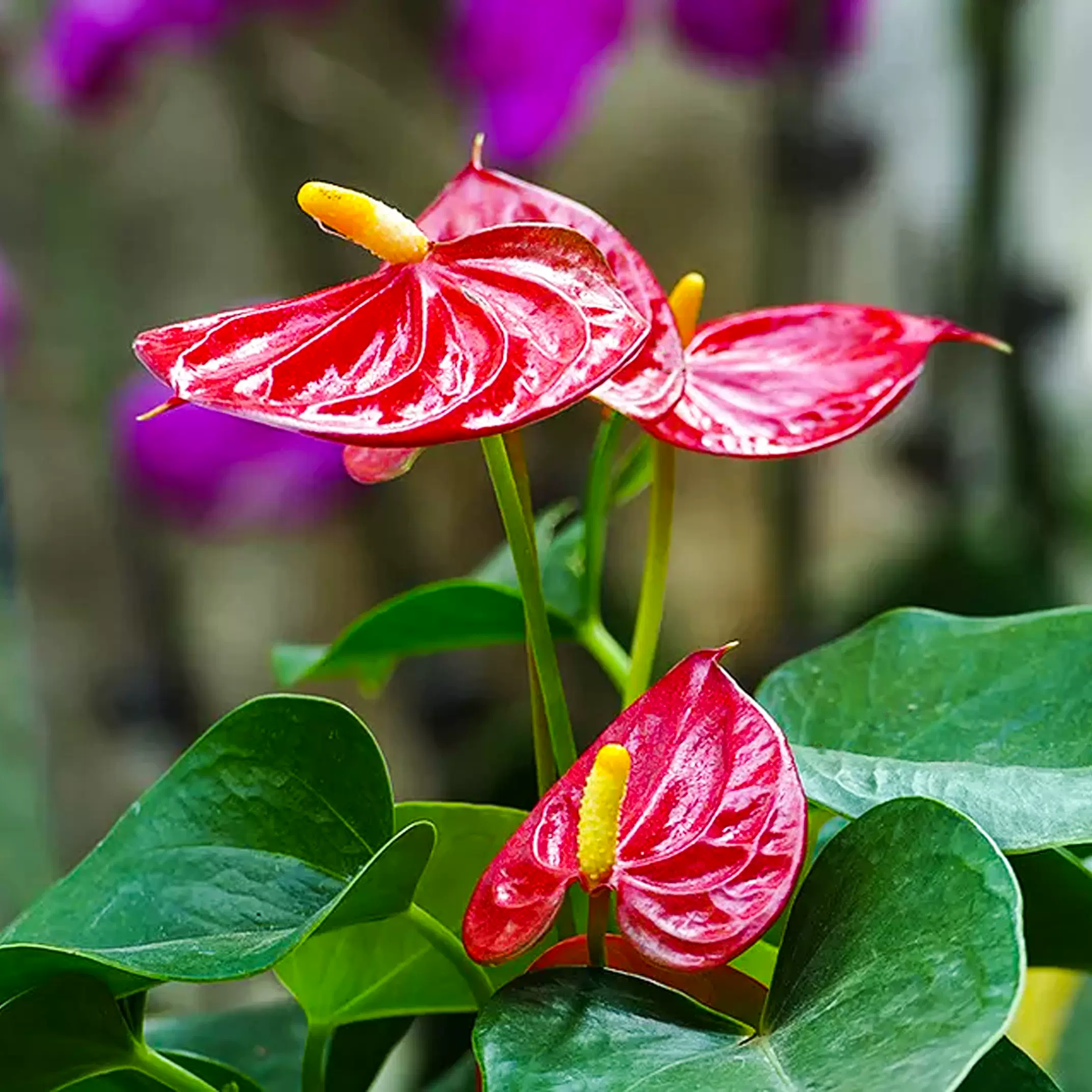 红掌植物室内花卉观花盆栽好养四季开花火鹤花安