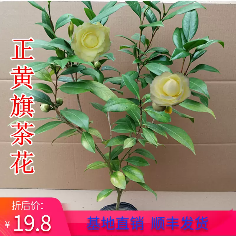 福建正黄旗茶花树苗盆栽纯黄色花庭院阳台绿植花卉实物拍摄