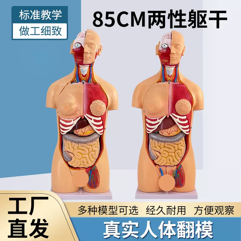 85CM人體解剖模型兩性生殖系統醫學內臟教學模型藍蝶品牌靜態模型