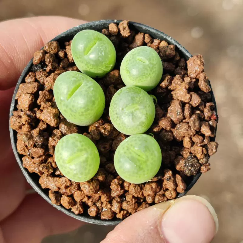 翠光玉/翠星 】肉锥 小型可爱多肉植物 番杏科 考拉农场