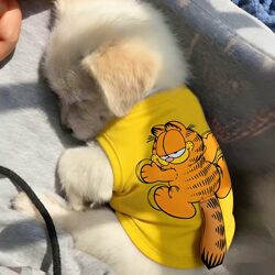 Dog Vest for Spring and Summer, Cute Cartoon Coffee Cat with 3D Tail T-Shirt, Breathable Puppy Teddy Bichon Clothes