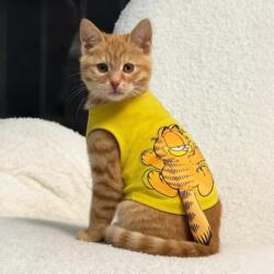 Cat Clothes Summer New Style Pet Ragdoll Cat Golden Tabby Kitten 3D Tail Vest Thin Cartoon T-Shirt