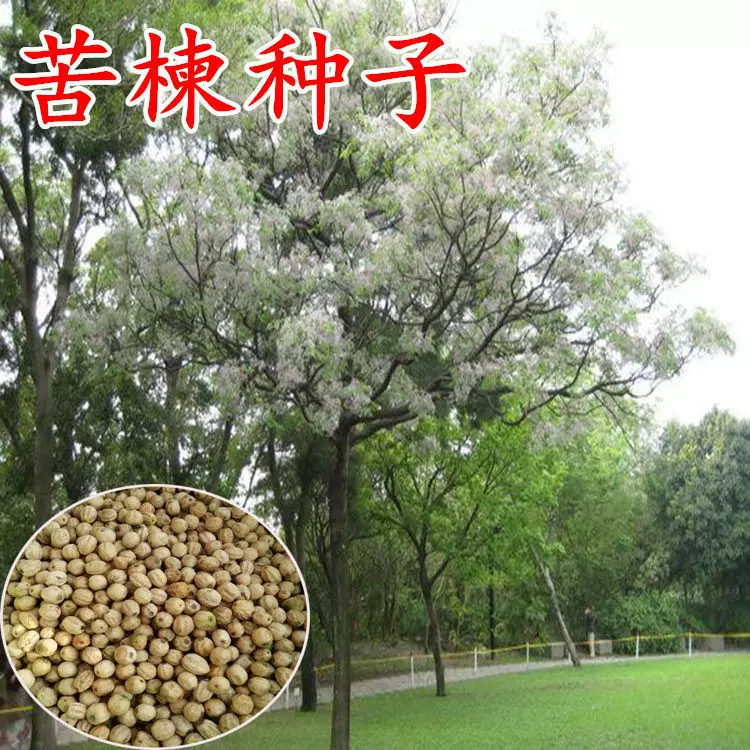 新采苦楝树种子楝树紫花树楝枣子翠树森树楝
