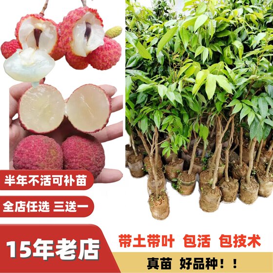 
Guiwei Nuomizi Feizixiao Hainan Chengmai A4 seedless lychee fruit sapling grafted seedlings bear fruit in the south