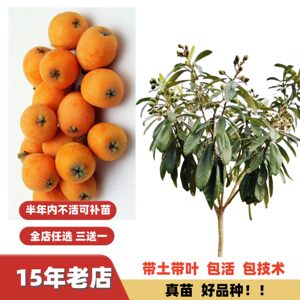 
Early sweet loquat large seedlings extra large fruit large five-star morning bell No. 6 fruit tree seedlings grafted seedlings in the south and north with fruit potted plants