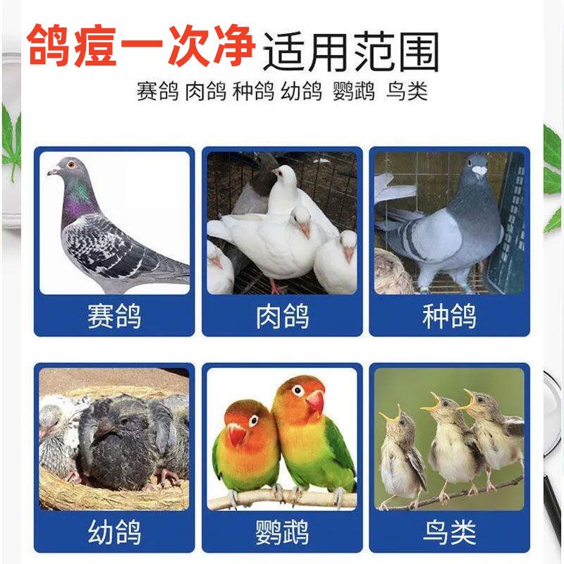 鸽痘药信鸽赛鸽子眼角嘴角脚趾长鸽痘鸽子疫苗鹦鹉鸟痘斗鸡痘鹅痘-淘宝网