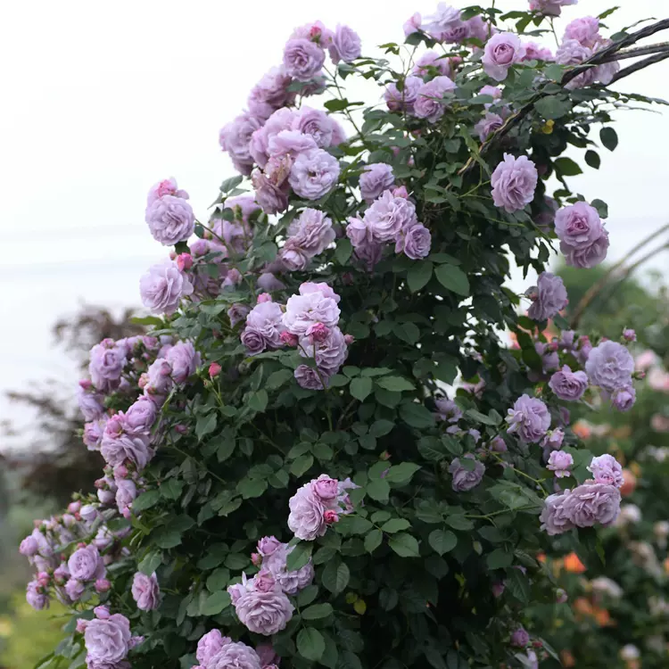 藤本月季大花薰衣草花環紫色藤本月季玫瑰薔薇花苗多季開花耐寒 Taobao