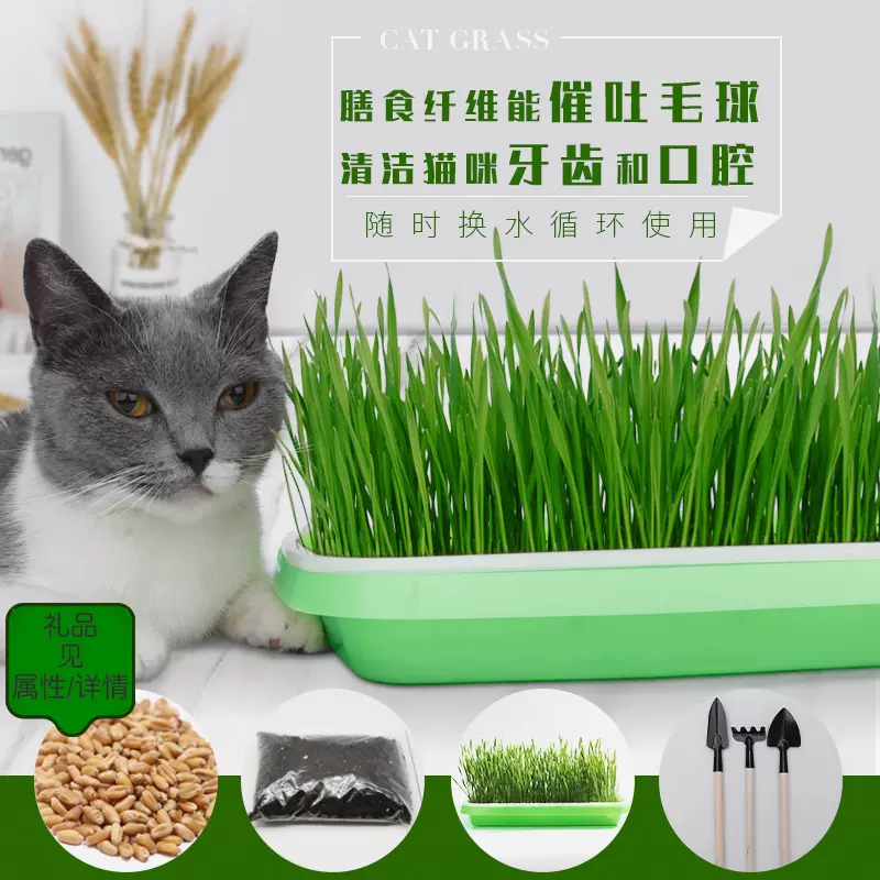 猫草种子水培种植套装猫薄荷化毛膏种籽去毛