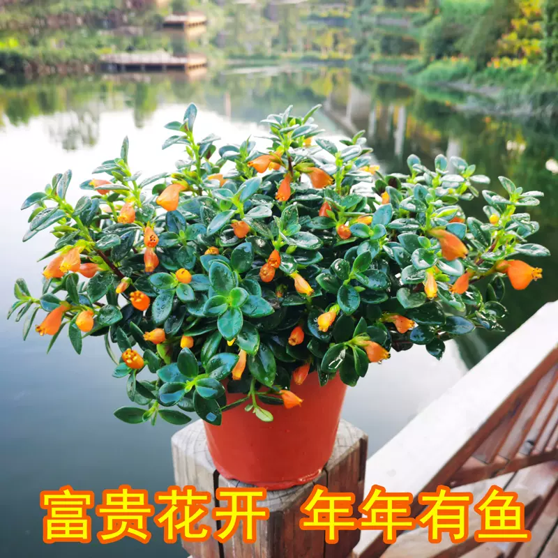 金魚花吊蘭盆栽植物室內易養活帶花綠植吸甲醛四季開花