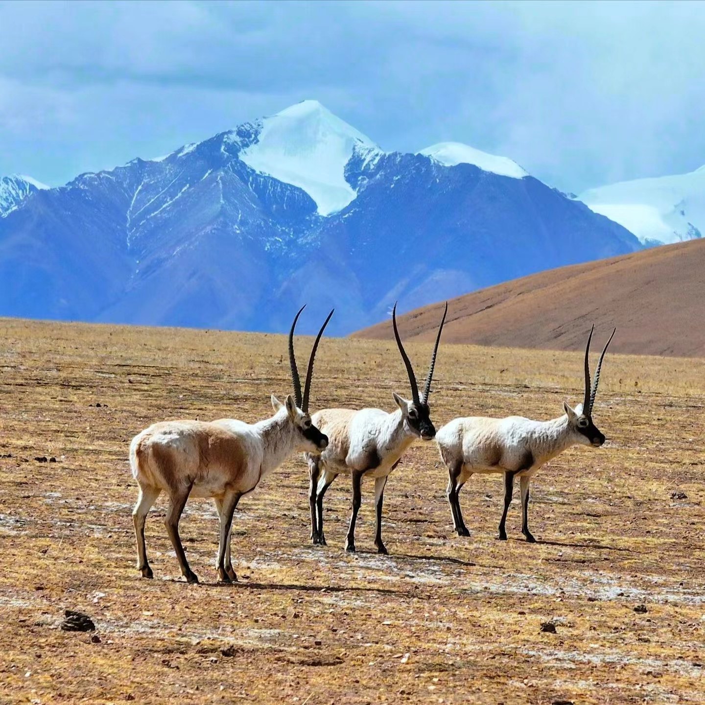 【无人机单反摄影+硬派越野】西藏旅游珠峰羊湖圣象天门羌塘5日游
