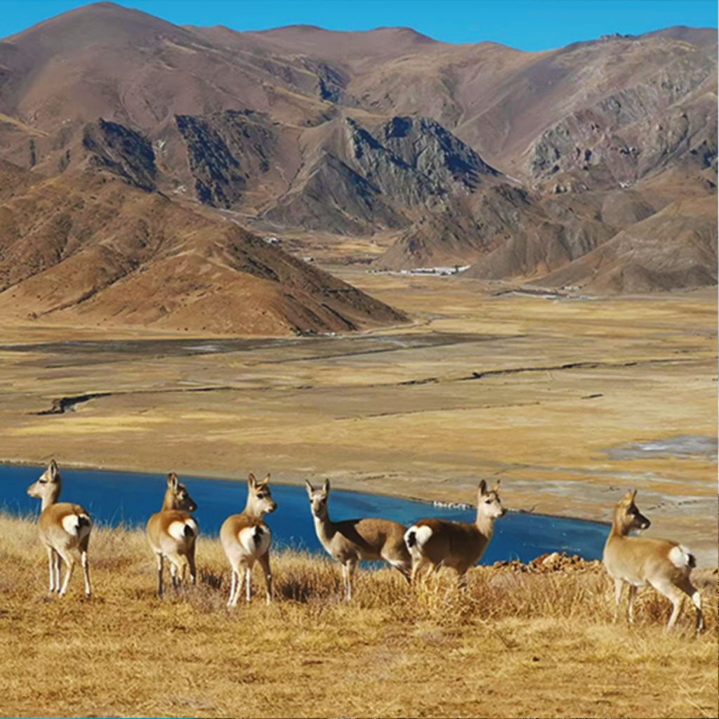【越野环羊湖】西藏旅游拼车羊卓雍措环湖日托寺千岛湖羊湖1日游