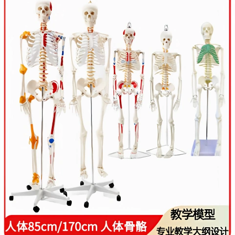 45 85 170cm人体骨骼模型骨架人体模型成人小白骷髅教学脊椎全身-Taobao 