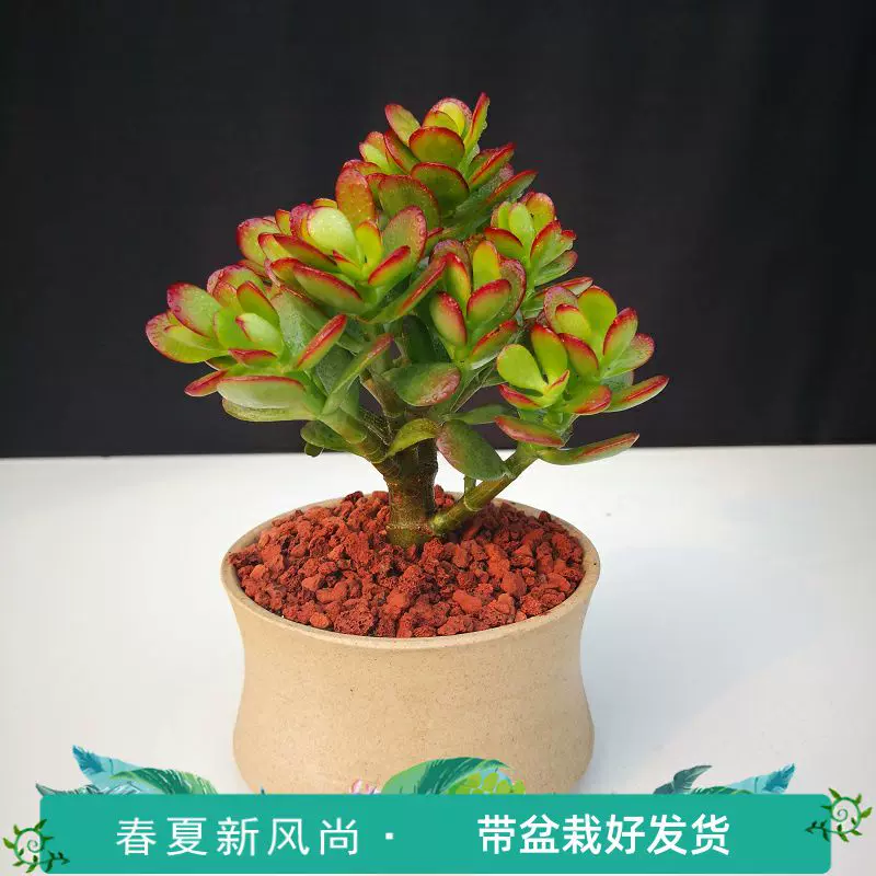 多肉植物大颗多肉黄金花月玉树盆栽姬红花月新花月锦