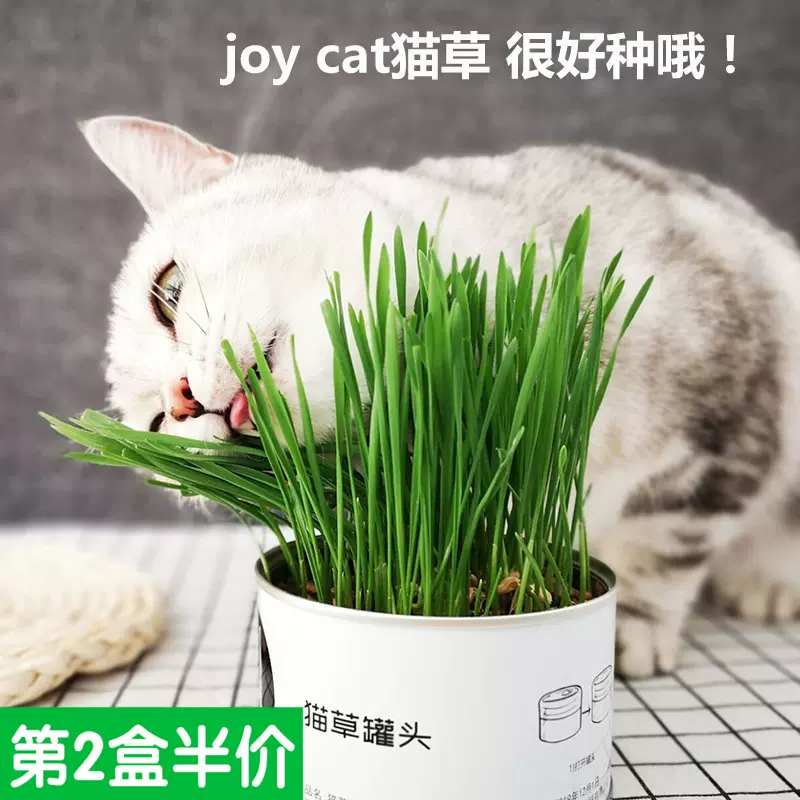 麦芽熊joycat罐头猫草无土栽培小麦草化毛去毛球猫零食猫薄荷 Taobao