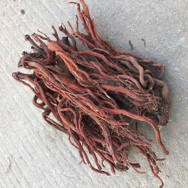Shandong taishan wild salvia miltiorrhiza red root: thuốc thảo dược ...