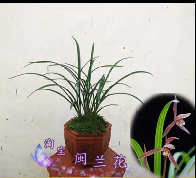 寒蘭春蘭好養蘭花苗春麗春帶花苞綠植花卉盆栽