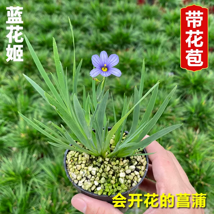 金草之家 日本蓝花姬石菖蒲姬鸢尾庭菖蒲会开花