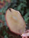 125g snail slices 125g snail meat seafood conch slices seafood dried goods soup stocks porridge ingredients one-piece soup