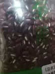 正宗赤小豆中药材官方旗舰店正品 新薏仁赤豆薏米小红豆煮粥煮水-淘宝Taobao | 天猫Tmall
