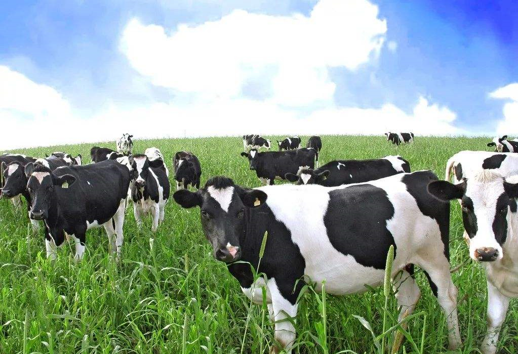 伊利金典,从牧场到杯中的纯牛奶