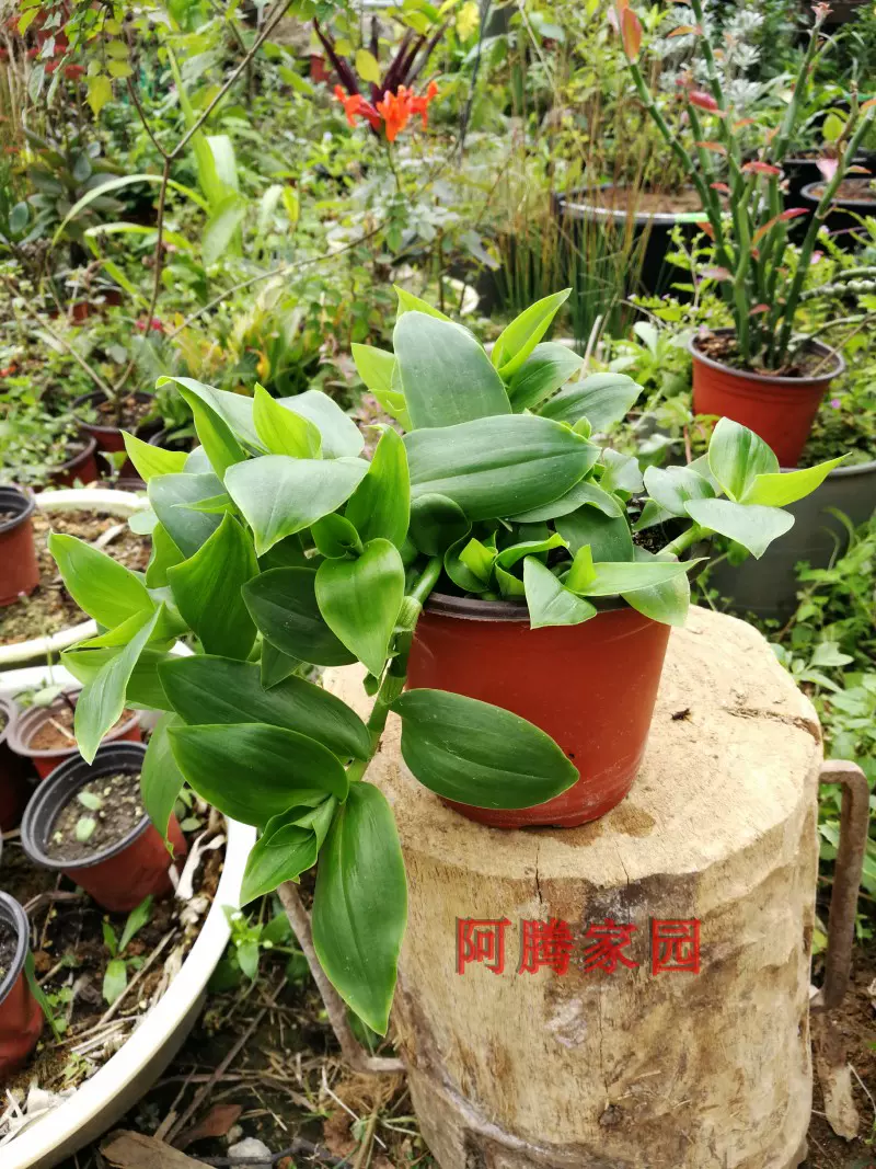 白花紫露草鸭跖草吊兰观叶绿植垂吊植物 Taobao