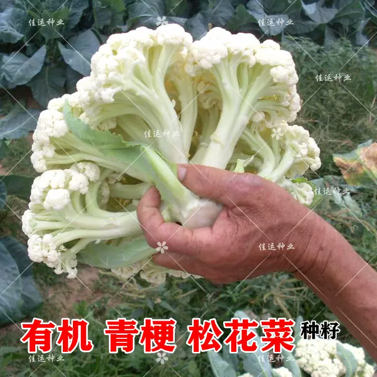 松花菜种子青梗松花椰菜有机花菜籽65 80 100 1天耐热耐寒 松花菜种子青梗松花椰菜有机花菜籽65 80 100 1天耐热耐寒