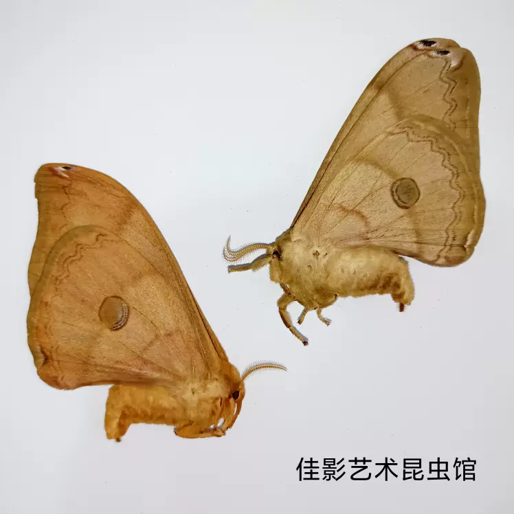 大蚕蛾标本（未展翅）飞蛾标本产地广西科普教学收藏-Taobao
