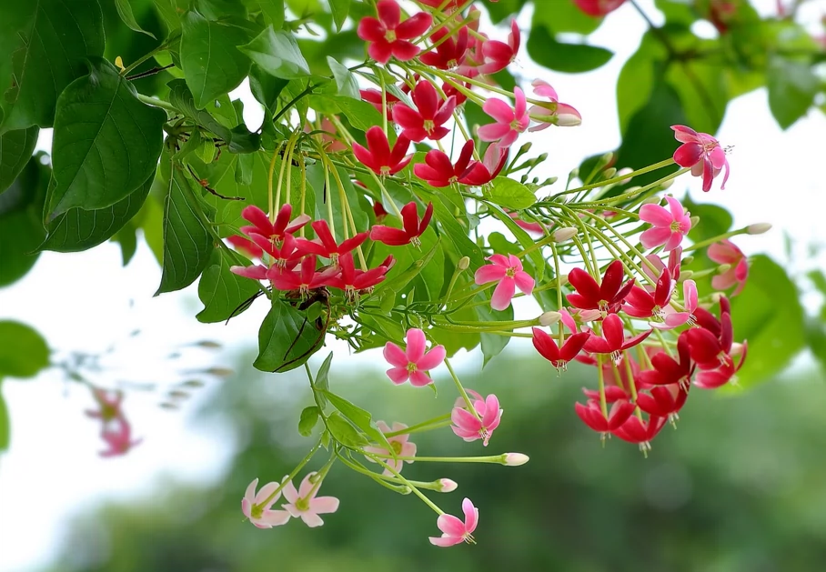 廣東百花谷爬藤植物使君子花苗花期長花清香開紅白粉紅