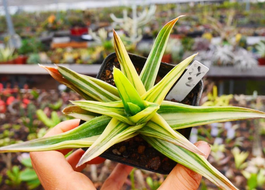 cute肉植   原始芦荟 小型日本黑芦荟锦 多肉植物 一物一拍10.18