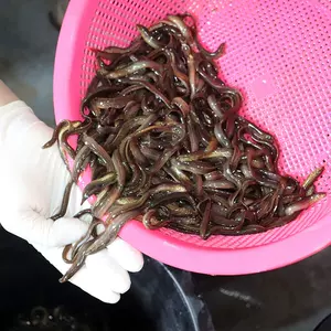 不锈钢诱饵笼海钓船钓南极虾笼大青针南油诱鱼笼鸡鱼笼活饵打窝器-Taobao