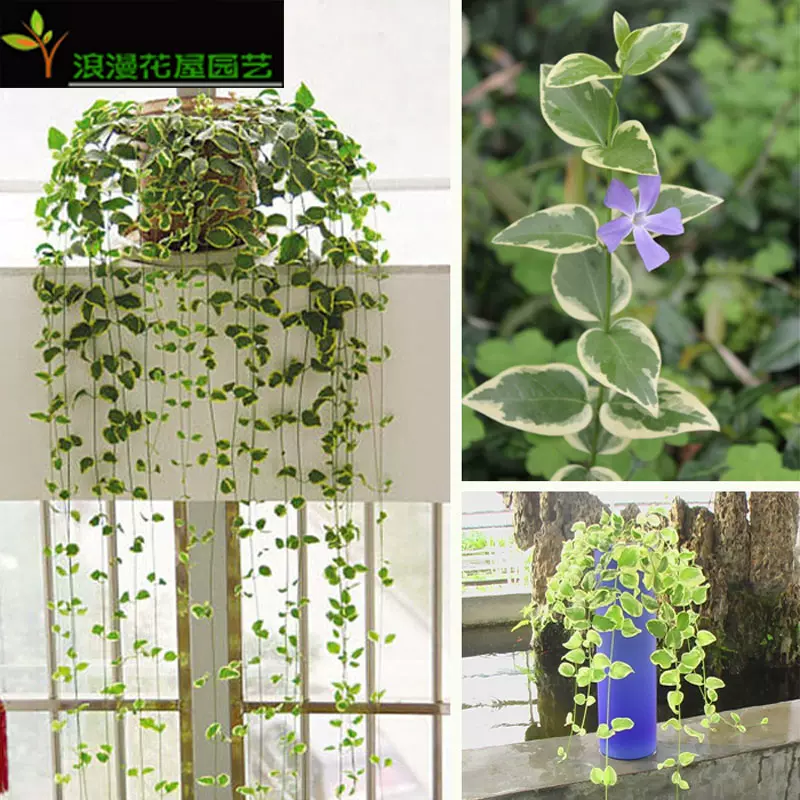 垂吊植物花叶蔓金边长青藤苗常春藤吊兰四季长