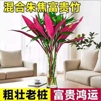 Red Purple Bamboo Lucky Bamboo Lucky Bamboo Hydroponic Soil Plant