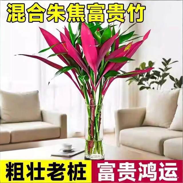 Red Purple Bamboo Lucky Bamboo Rich Bamboo Hydroponic Plant Living Room Lucky Bamboo Indoor Good for Growing Flowers