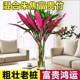 Red Purple Bamboo Lucky Bamboo Rich Bamboo Hydroponic Plant Living Room Lucky Bamboo Indoor Good for Growing Flowers