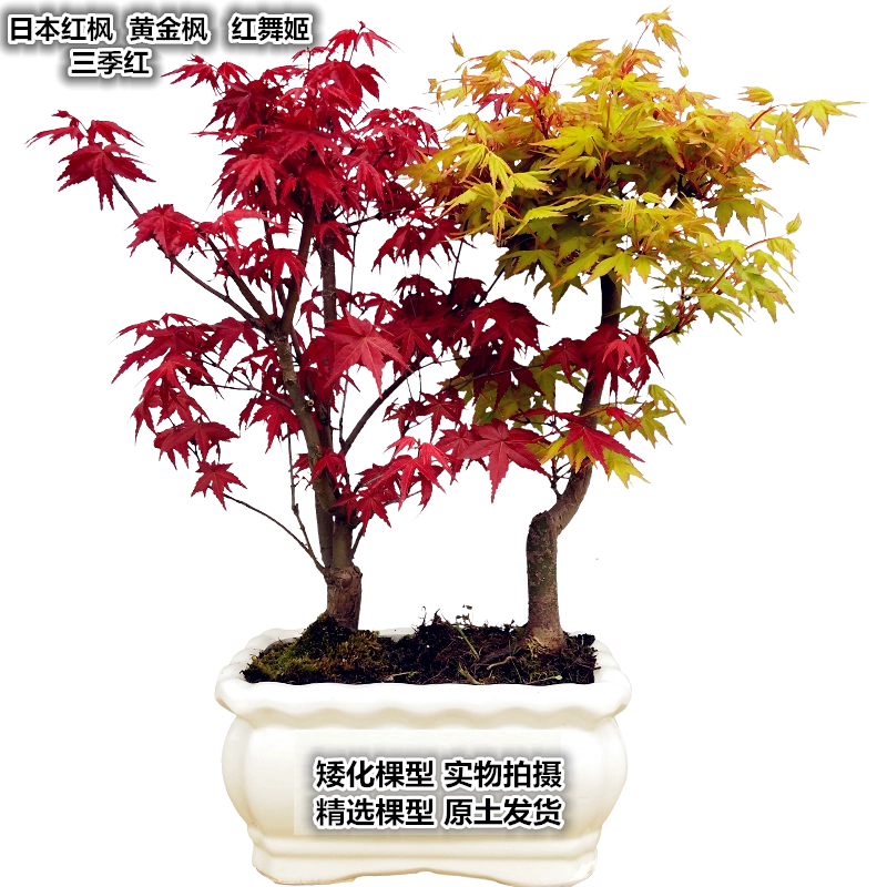 紅梅 盆栽　赤花 楽天市場】緋梅盆栽紅梅花梅盆栽お祝いのプレゼントに紅梅盆栽