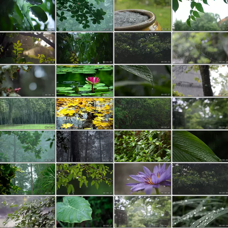 下雨天植物雨景色雨中綠植水滴蜘蛛網綠葉荷花空境轉