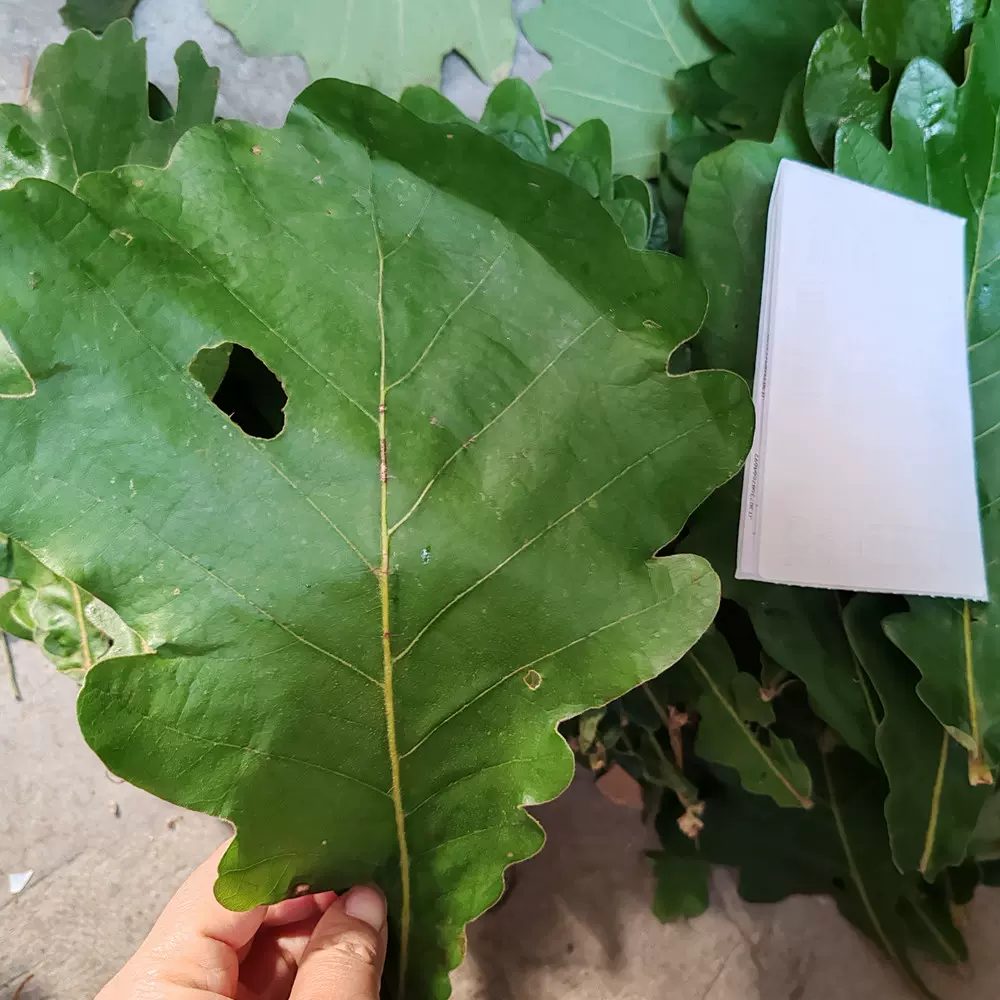 日照粽叶 山东日照粽叶 菠萝叶槲叶中号大粽叶青岛胶南临沂莒南