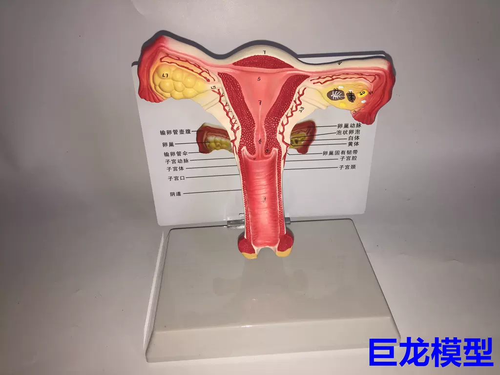 教学仿真子宫模型女性内生殖系统器官解剖模型生殖结构模型带注释