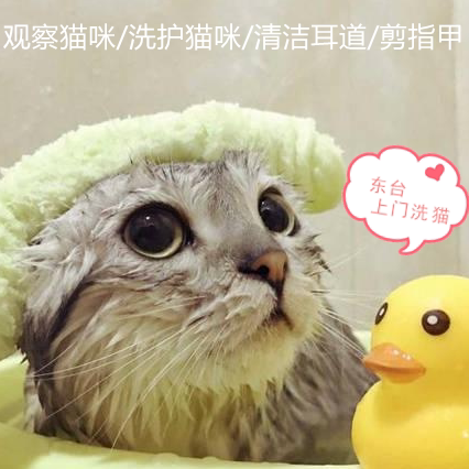 Dongtai door washing cats to feed cats to take a bath, wash shit shit, shit, shit, shit, shit, shit, shit, shit, shit, shit, shit, shit, shit, shit, shit, shit, shit, shit, shit, shit, shit, shit, shit, shit, shit, shit, walking dogs, pets to shave