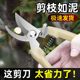 Stainless steel branch pruning shears for picking fruits, flowers and trees, garden fruit trees, flower branches, grafting, gardening scissors tools