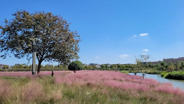 粉黛乱子草图片