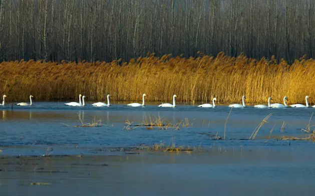 天鹅湖湿地图片