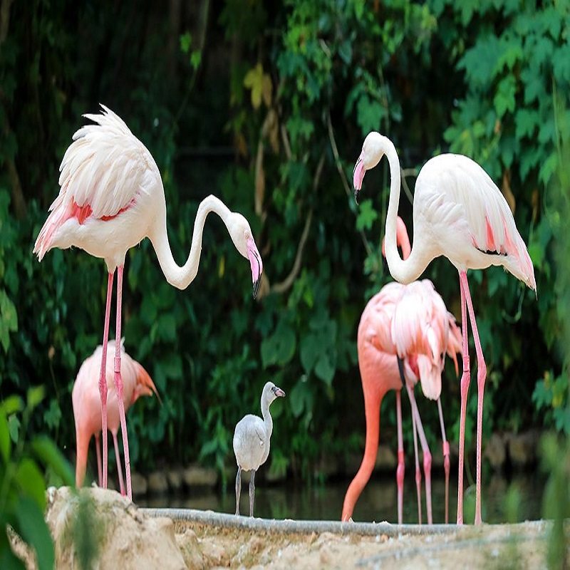 上海野生动物园一日门票+华舒·逸酒店双人/亲子+双早套餐