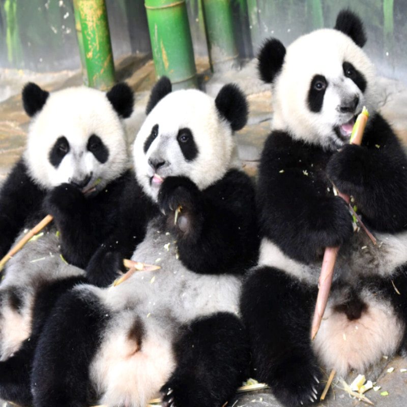 【元旦可约】广州长隆酒店双人1晚/2晚/3晚畅玩三园大马戏自助餐送水上乐园